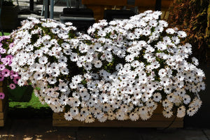 White African Cape Daisy Seeds