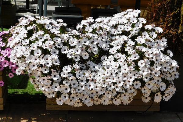 White African Cape Daisy Seeds