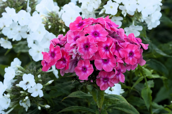 Brilliant Phlox Seeds