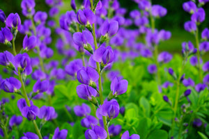 Blue Wild Indigo Seeds