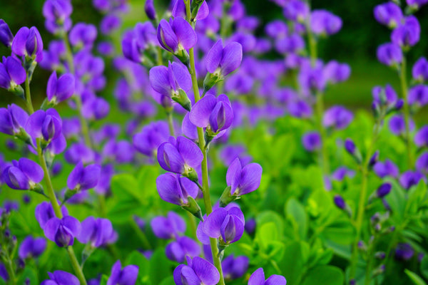Blue Wild Indigo Seeds