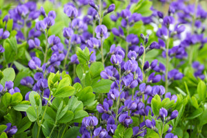 Blue Wild Indigo Seeds
