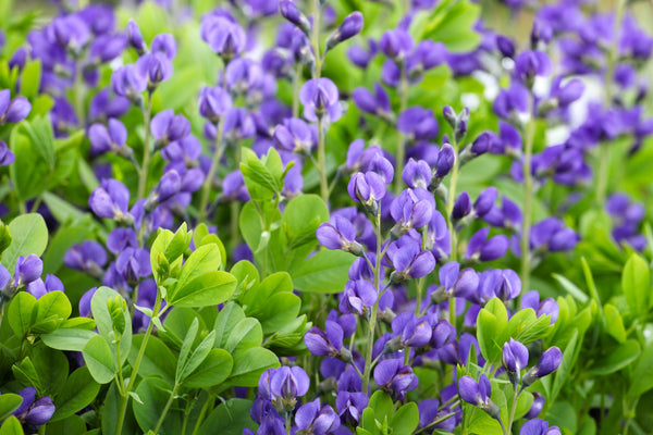 Blue Wild Indigo Seeds