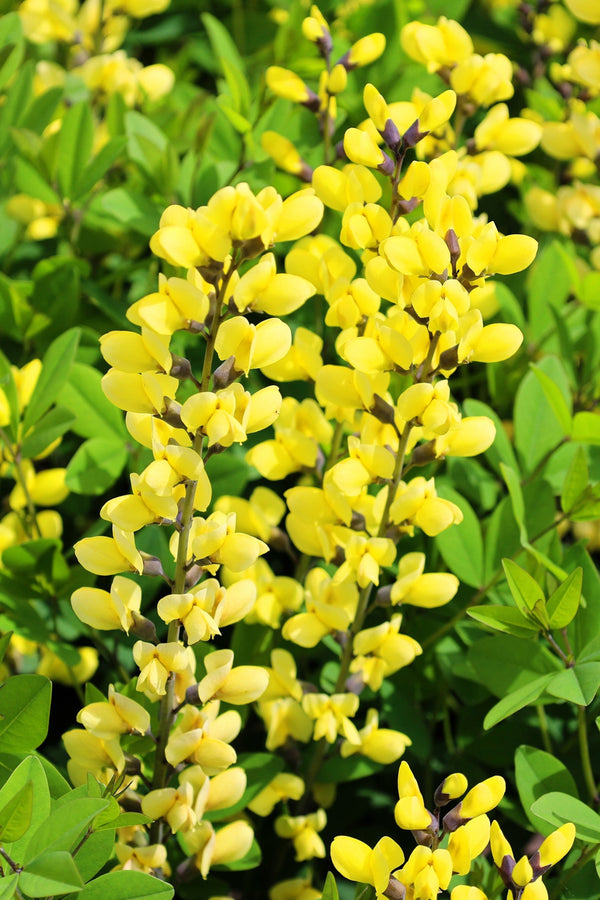 Yellow Wild Indigo Seeds