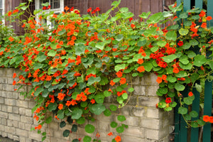 Dwarf Jewel Mix Nasturtium Seeds