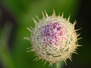 25 Basket Flower Seeds (Centaurea Americana)