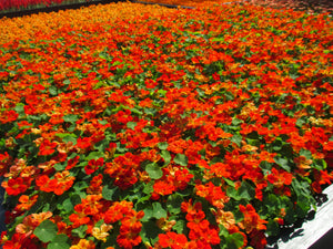 Dwarf Jewel Mix Nasturtium Seeds