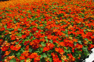Red Empress Nasturtium Seeds