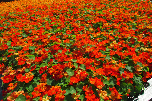 Red Empress Nasturtium Seeds