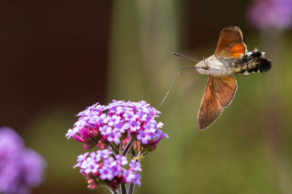 Buenos Aires Verbena Seeds