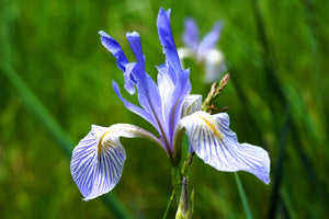 Missouri Iris Seeds