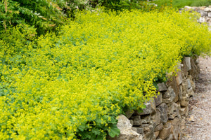 Lady's Mantle Seeds