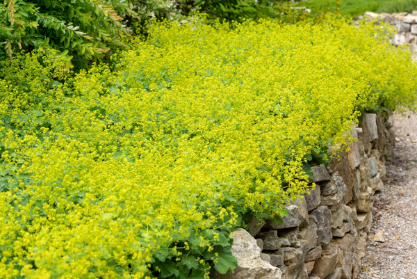 Lady's Mantle Seeds