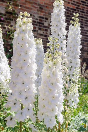 Giant Imperial White King Larkspur Seeds