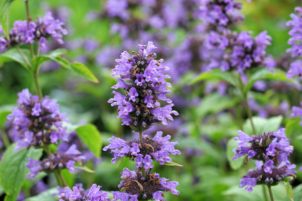 Blue Giant Anise Hyssop Seeds