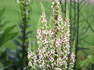 Verbascum Mix Seeds