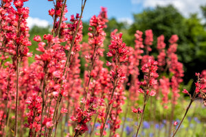 Heuchera ‘Firefly’ Seeds
