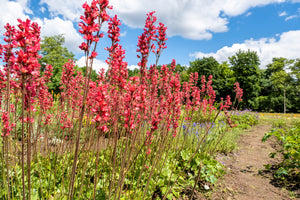 Heuchera ‘Firefly’ Seeds