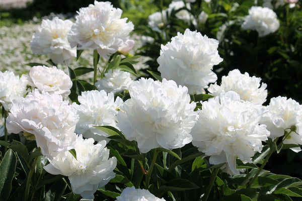 Garden Peony Seeds