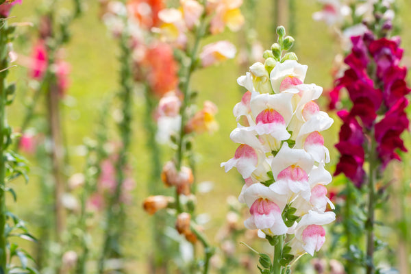 Appleblossom Snapdragon Seeds