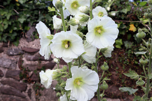White Hollyhock Seeds