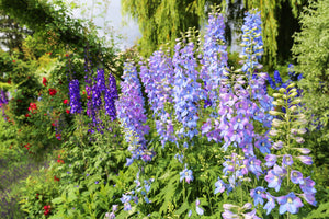 Rocket Larkspur Seeds - Giant Imperial Mix