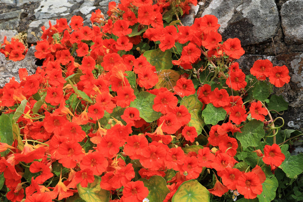 Red Empress Nasturtium Seeds