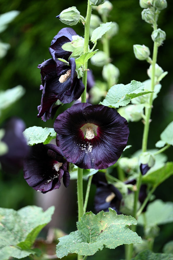 Black Hollyhock Seeds