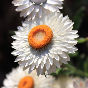 White Winged Everlasting Seeds