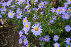 Rice Button Aster Seeds