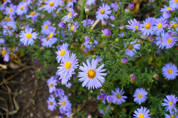 Rice Button Aster Seeds