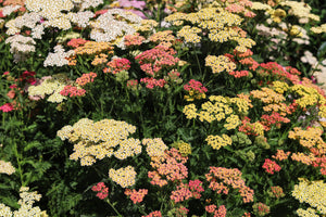 Mixed Summer Yarrow Seeds