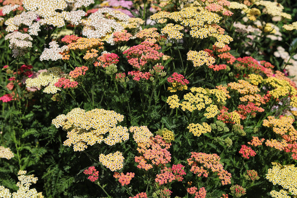 Mixed Summer Yarrow Seeds