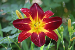 Daylily Seeds Mixed Colors