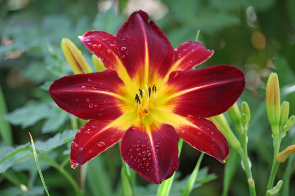 Daylily Seeds Mixed Colors