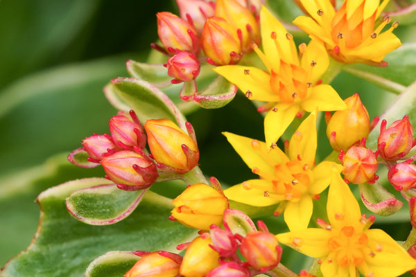 Yellow Milkweed Seeds