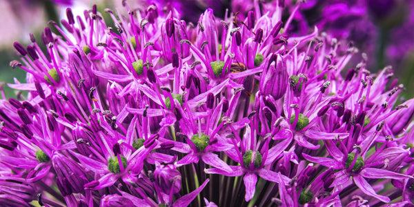 Giant Allium Seeds