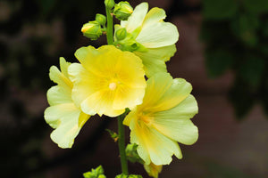Yellow Hollyhock Seeds
