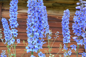 Rocket Larkspur Delphinium Seeds