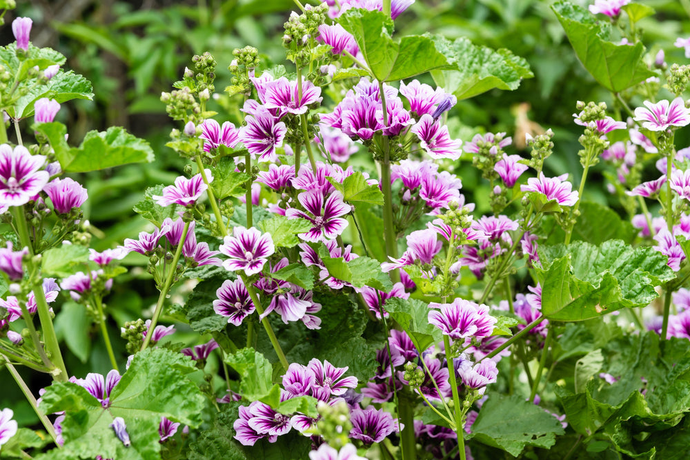 Zebra Mallow Seeds