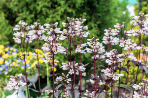 Husker Red Penstemon Seeds