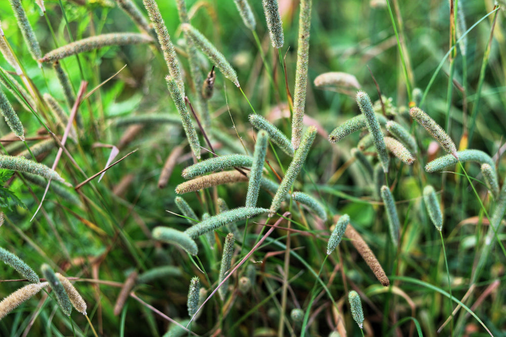 Derby Timothy Grass Seeds