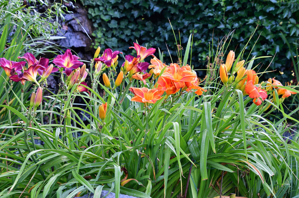 Daylily Seeds Mixed Colors