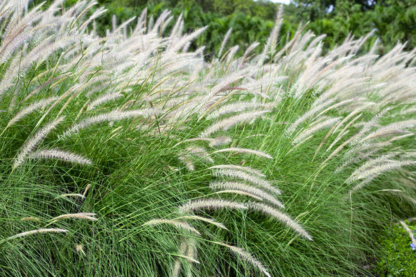 Dwarf Fountain Grass Seeds