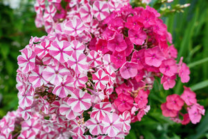 New Hybrids Mix Tall Garden Phlox Seeds