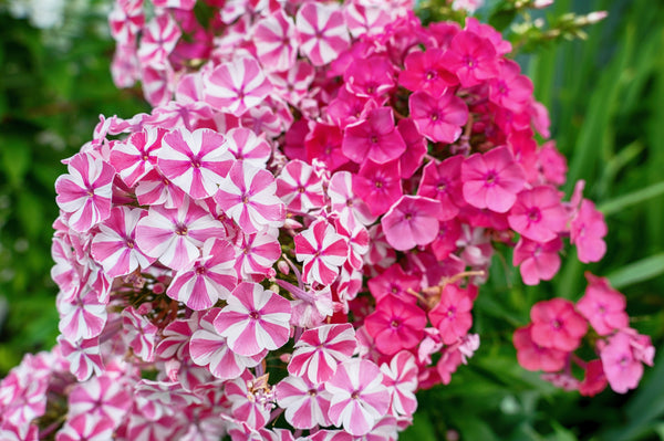 New Hybrids Mix Tall Garden Phlox Seeds