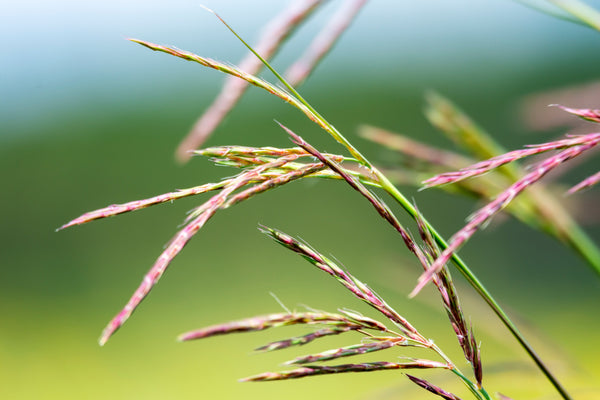 Big Bluestem Grass Seeds
