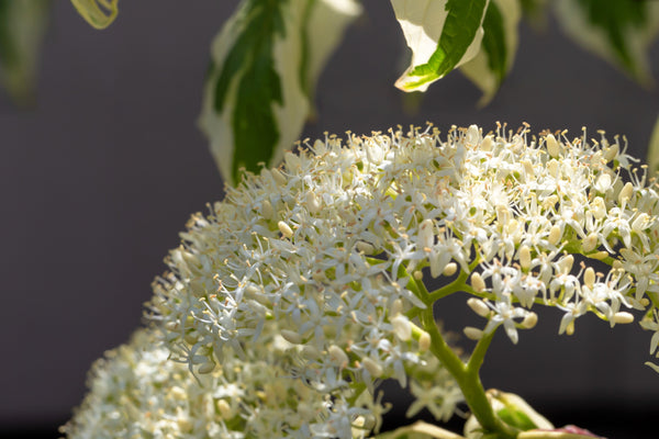 Red Twig Dogwood Seeds