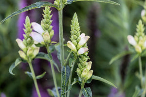 Turtlehead Seeds