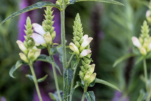 Turtlehead Seeds